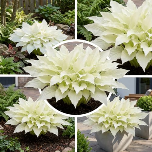 FLORIUM - Hosta White Feather, 3 piante di hosta perenni. Piante Funkein rustiche a radice nuda dall'Olanda (senza semi, bulbi, non artificiale). Perfette come tappezzante all'ombra