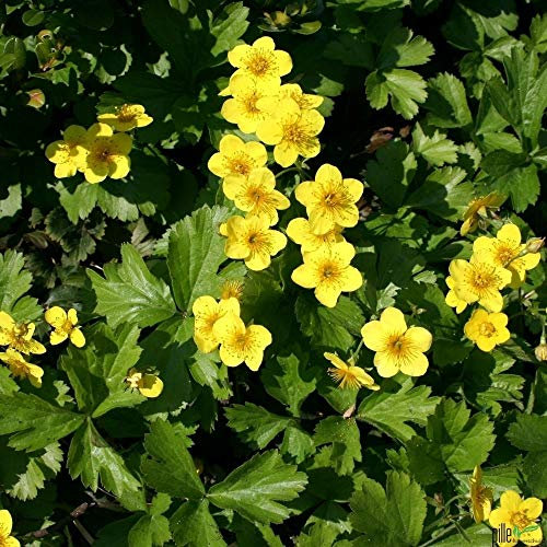 Waldsteinia ternata Golderdbeere Waldsteinie Bodendecker winterhart im Topf (10 Stück)
