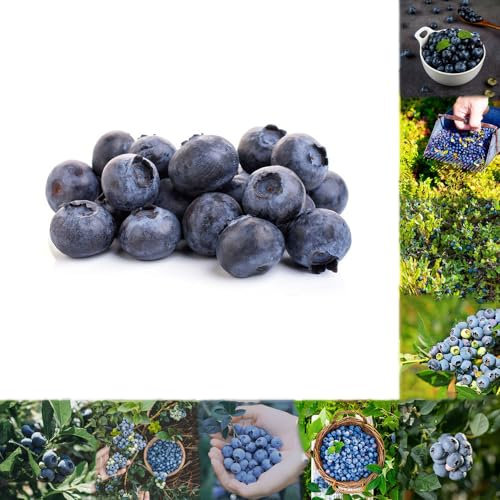 80 pcs blaubeeren samen winterhart - heidelbeeren blaubeeren samen balkon,Vaccinium, obstbaum bio saatgut säulenobst winterharte pflanzen für garten bonsaibaum obst frisch frisches