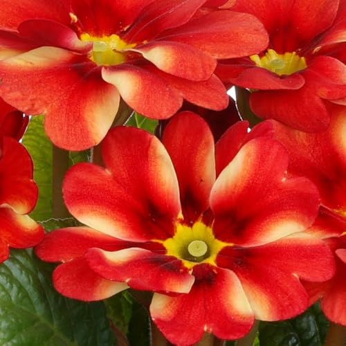 Primrose 'Starlias Red & Yellow'. Plug Plant x6. Primula plants, winter bedding flowers. Bedwen Plants Online Garden Centre