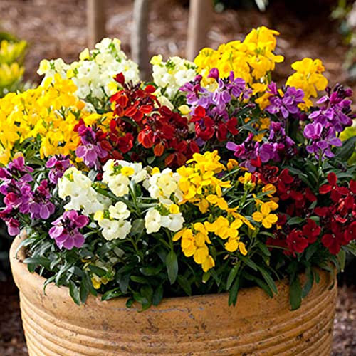 Welldales 50 Pastel Mix English WallFlower Seeds Bedding Perennial Plug Plant Basket Pot