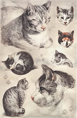 Zita´s Creative Reispapier A4 - Portraits of cat. Motiv-Strohseide, Strohseidenpapier, Decoupage Papier