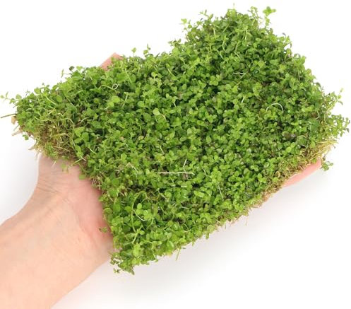 Micranthemum Monte Carlo 10x15 cm Live Aquarium Plants Tropical Fish Tank Plant Auascaping K2AQUA