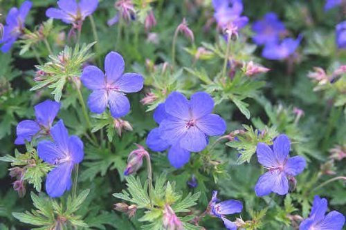 Hardy Geranium Johnson's Blue Perennial XXL Supersize Plug Plants Pack x3