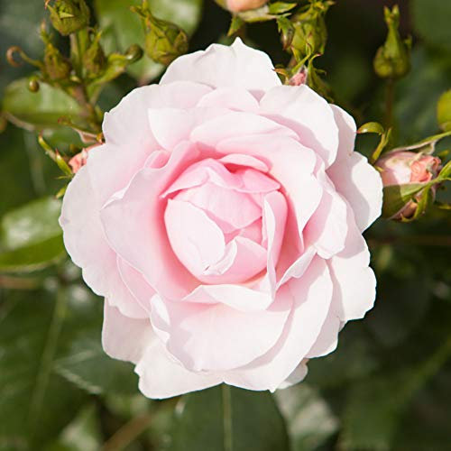 YouGarden Old English Shrub Rose Blush White Bare Root Ready to Plant