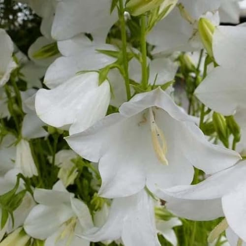 6x Pfirsichblättrige Glockenblume 'Alba' - Campanula persicifolia 'Alba' - Topf 9x9cm - Weiße Gartenstaude