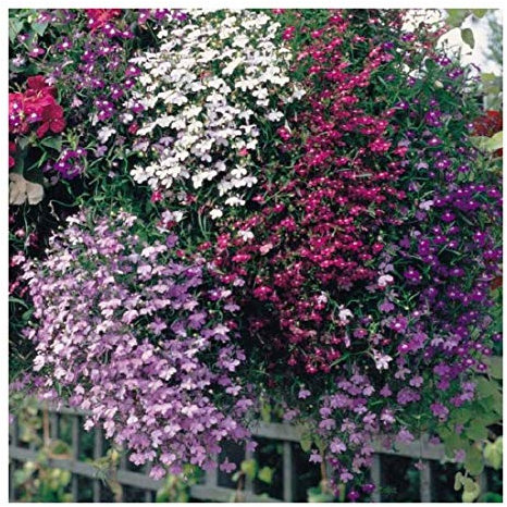 PREMIER SEEDS DIRECT - Lobelia Seeds - Cascade Mix - Trailing (4 Grams)