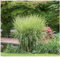5 x Miscanthus sinensis 'Zebrinus' 1 Liter (Ziergras/Gräser/Stauden/Winterhart) Chinaschilf - Zebraschilf