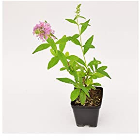 Pianta Buddleja - Dimensione Vaso Vaso 7cm, Colori Disponibili Viola