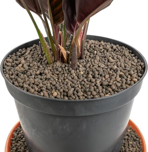 Advanced Farming Premium Clay Pebbles For Plants: Multipurpose Growing Medium for Gardens, Hydroponics, and Green Roofs, Pots Drainage, Orchids, Terrariums, Water Beads (1ltr)