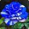 Rosenzwiebeln,Winterharte Staude, Kletterpflanzen,Duftende Blumen, Im Freien,Geeignet FüR TöPfe,Rosen,Rosen Pflanzen Winterhart-1zwiebeln-E