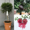 SAVINI VIVAI Pianta di Limone Caviale Rosso Albero di Agrumi Finger Lime Limone ad Alberello in Vaso 35 cm alta 120-140 cm 4 Anno di Innesto Made Italy