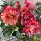 25 pcs samen wüstenrose kaufen zimmerpflanzen wenig lichtbedarf desert rose - Adenium obesum winterharte kübelpflanzen kräutergarten geschenk exotische zimmerpflanzen blumensamen gastgeschenk