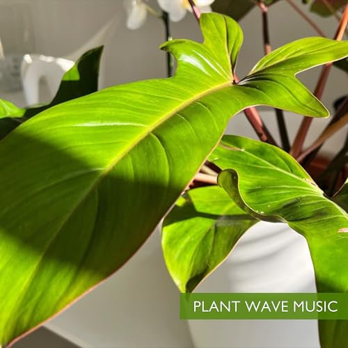 Plant Wave Music