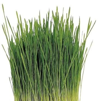 Semillas de Hierba de Gato Sobre de Semillas para Plantar en Casa