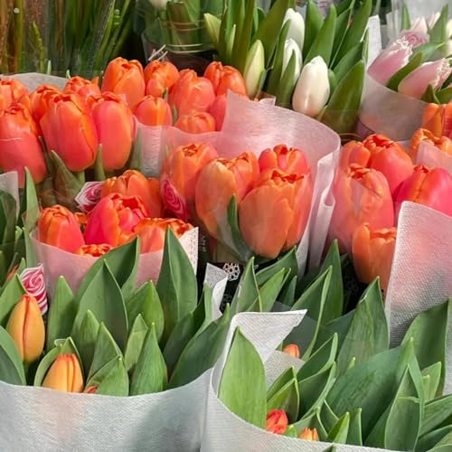 Tulpenzwiebeln 、Tulpenzwiebeln weiss 、 Tulpenzwiebeln rot 、 Tulpenzwiebeln mehrjährig 、Tulpen zwiebeln mehrjährig