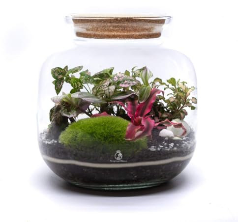 DIY Closed Terrarium Kit with 4 Live Plants & Bun Moss (H: 25cm) – Large Glass Jar Indoor Garden Set with Cork Lid – Self-Sustaining Ecosystem with Soil Layers & Guide, Creative Gift for Home & Office
