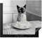 KitchenYeah© Herdabdeckplatte 60x52 cm Einteilig Herdabdeckung Abdeckplatte für Ceranfeld Abdeckung Induktionskochfeld Aufrollbare Matte Katze - Siamese - Schwarz und weiß - Niedlich - Tiere