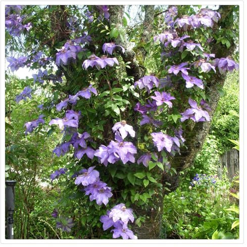 Winterhart Clematis Zwiebeln, Ein unverzichtbarer Bestandteil für Ihren deutschen Garten,Entzückende Blütenwelten mit imposanten Blüten in deutschen Außenräumen, -6 Zwiebeln-A