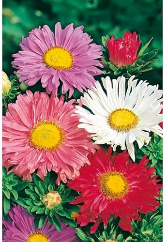 Semillas de flores - Reina margarita simple mix - Mascarell