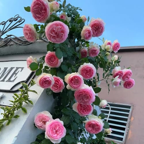 Semillas de rosal, rosas trepadoras resistentes semillas de variedades antiguas semillas de flores semillas de flores cobertura del suelo resistente planta de interior plantas exóticas 10pcs
