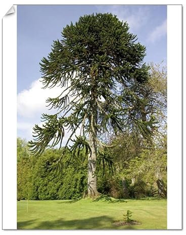Media Storehouse 10x8 Print of MAB-12 Monkey Puzzle TREE/Chilean Pine - in gardens of Dunvegan Castle (3747890)