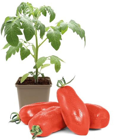 FLORTUS Flaschentomatenpflanze San Marzano | 1 Pflanze | Tomaten Pflanze für Balkon und Garten | Tomatenpflanze im Topf | 9 x 9 cm | Jungpflanze