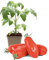 FLORTUS Flaschentomatenpflanze San Marzano | 1 Pflanze | Tomaten Pflanze für Balkon und Garten | Tomatenpflanze im Topf | 9 x 9 cm | Jungpflanze