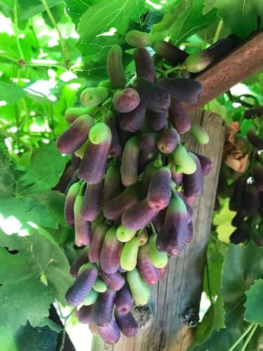 Winterhartes,Vielfalt,Vitis vinifera,Tafeltraube Weintrauben kernlos,Weinreben, Lebende Pflanzen,Natürlich, Weinreben winterhart,Tafel-Trauben,Traubenwurzel Pflanze-4 Weinreben pflanzen-E
