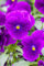 Viola cornuta 'Hansa' ca. 9x9 cm Topf - Hornveilchen, violette Blüten, Blütezeit Frühjahr-Herbst, ideal für Kübel und Beete, pflegeleicht und bienenfreundlich
