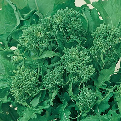 1000 Early Fall Rapini Broccoli Seeds - Heirloom - Non-GMO