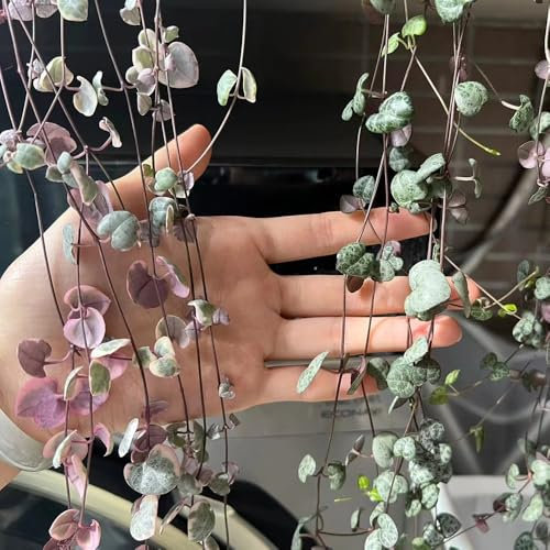 200 pcs Leuchterblume Pflanze Samen, gartendeko für draußen dekopflanzen Leuchterblume Samen, deko wohnzimmer modern bienenwiese saatgut danke geschenk dekopflanzen blumensamen gastgeschenk