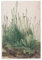 AAOTE Großartiges Stück Rasen – von Albrecht Durer Poster, Kunstdruck, Wandfoto, Farbe, Poster, hängendes Bild, Familiendekoration, 20 x 30 cm