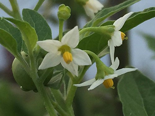 Portal Cool Americana Nachtschatten, Solanum americanum, biologica, 100 Semi pro Konfektion