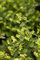 Symphoricarpos doorenbosii 'Mother of Pearl' 50-60 cm - Schneebeere, weiße Beeren, Herbstfärbung, ideal für Hecken, pflegeleicht und winterhart