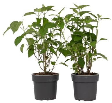Plant in a Box - Ortensia hydrangea arborescens 'Strong Annabelle' - Set di 2 - Arbusto Deciduo Forte e Resistente all'Inverno - Vaso 19cm - Altezza 30-40cm