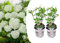 Plant in a Box - Ortensia hydrangea arborescens 'Strong Annabelle' - Set di 2 - Arbusto Deciduo Forte e Resistente all'Inverno - Vaso 19cm - Altezza 30-40cm