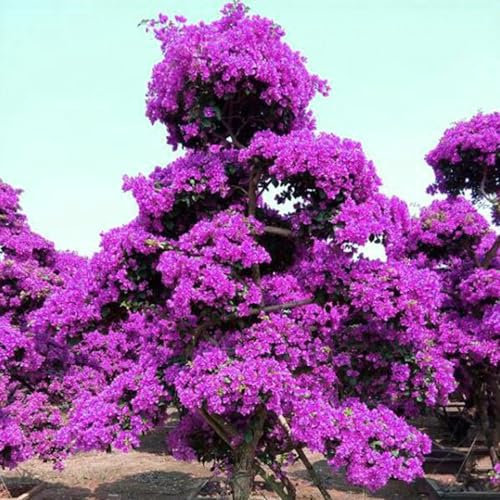 wicoanox 100 Pz/borsa Semi di Bouganville Semi Arrampicata Neutra Medio Sole Georgico per Cortile Semi di Bouganville Semi per Piantare Ora Viola