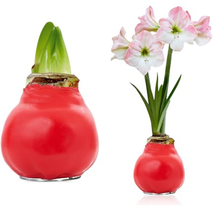 FLORIUM Wachs Amaryllis Zwiebeln Rot Perfect Blossom gewachst – 1 Stück