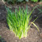 erba cipollina pianta in vaso semi - Allium schoenoprasum - semi erba cipollina - Aromatiche Da Coltivare， Esotiche Particolarmente Produttive, Semi Erba Cipollina Bio, Semi Di Erbe, 2 g