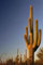 Carnegia gigantea Saguaro gigant Kakteen-Wüste Säulenkaktus Aloe Seed 50 Samen