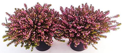 POWERS TO FLOWERS - ERICA CARNEA DARLEYENSIS ROSSO - VIOLA, 2 PIANTE, piante vere