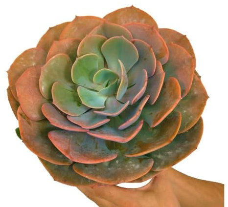 Garden Center shop by VM Planta Natural ECHEVERIA Dusty Rose M20 Cactus Y SUCULENTAS