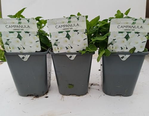 Campanula carpatica 'White' 1 Litre Pot Size x 3 Plants