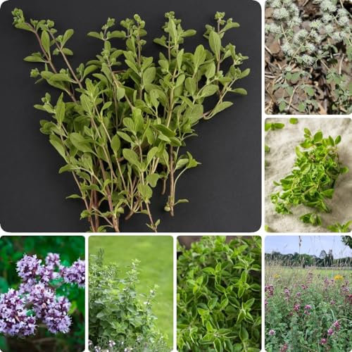 400 pcs Majoran Samen Winterhart pflanzen samen indoor Majoran Samen Mehrjährig Winterhart, bio kräutersamen stauden winterhart mehrjährig winterharte pflanzen für balkon kräuterbeet