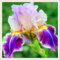 Iris color arcobaleno, bulbi resistenti e di alta qualità, fiore perenne e indispensabile in giardino, decorazione del patio-15 Bulbi-H