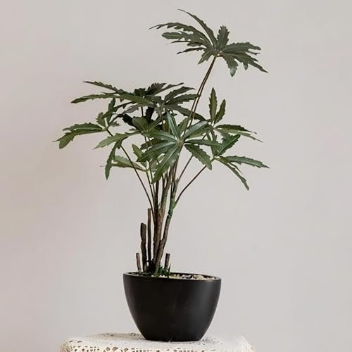 Avoeco Artificial False Aralia-21.2 Plant with Pebbles & Ceramic Pot – Realistic Faux Money Tree – Artificial Bonsai Tree for Home, Office, Boho, Modern,Minimalist & Japanese Decor (Black)