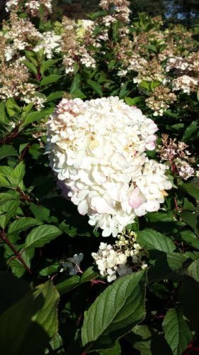 Rispenhortensie Hydrangea paniculata Limelight ® 80-100 cm 7,5 L Topf | Winterhart & anspruchslos mit langer Blütezeit und Farbwechsel – auch als Schnittblume ideal