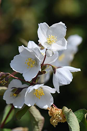 Philadelphus 'Starbright', Mock Orange, Hardy Shrub, Scented, Deciduous, Ideal for Cottage Garden, Scented Garden, Wildlife Garden, Low Maintenance, Specimen Plant, 1 x 3-Litre Potted Plant By Suttons