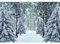 MIRRORANG 1,5x1m Winter Scenery Backdrops Weihnachten Wald Weg Straßenlaterne Wunderland Falling Snowflake Snow Covered Tree Party Fotografie Hintergründe Banner Dekorationen, Vinyl